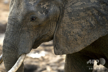 ジンバブエの森でゾウ12頭死ぬ、生息地の過密が原因か 写真4枚 国際