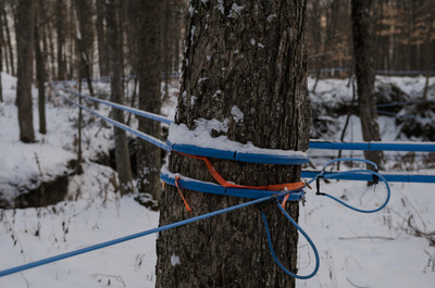 今年のメープルシロップ生産量、前年比40％減 カナダ