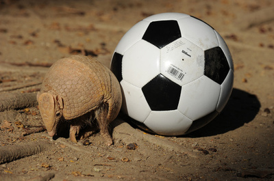 ニホンウナギやW杯マスコットのアルマジロ、絶滅危惧種に指定