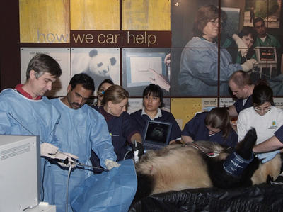 米国立動物園、パンダに人工授精