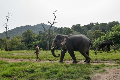 インドの野生ゾウ、訓練で他の野生ゾウの襲撃阻止に協力