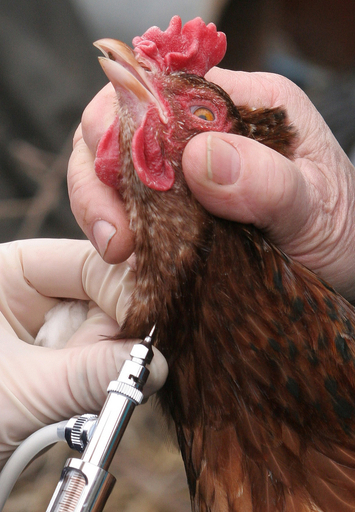＜鳥インフルエンザ＞モスクワ近郊でH5N1型発生か - ロシア