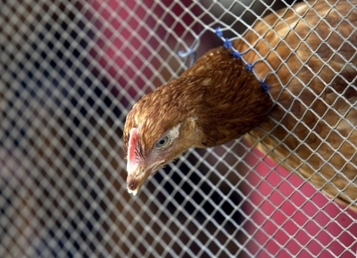 地球温暖化が新種伝染病の流行を加速、米研究報告