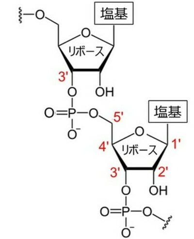 古細菌のRNAのつなぎ目に硫黄が使われていることを発見！ 