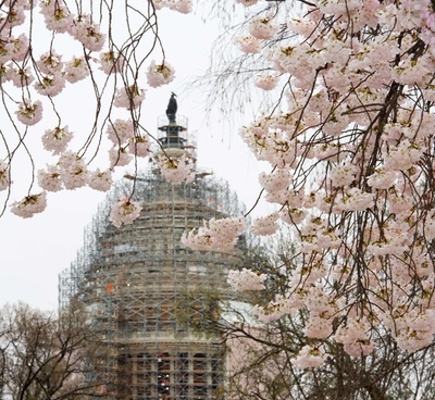 米首都ワシントンの桜が見ごろに