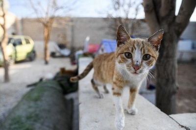 狩猟大会開催の学校の生徒、狩り抗議の活動家に猫の死骸見せやゆ NZ