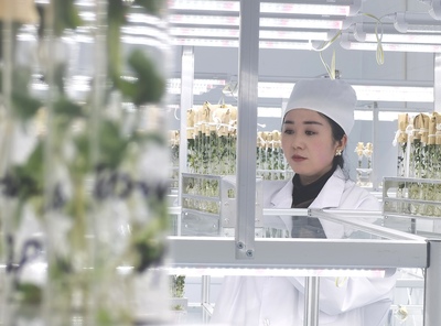 「宇宙ジャガイモの種子」、試験栽培へ 中国内モンゴル自治区