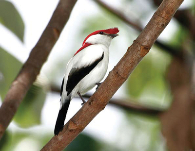 生物種の減少抑制、2010年までの目標達成は不可　IUCN