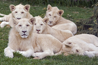 シドニー、希少なホワイトライオンの繁殖に成功