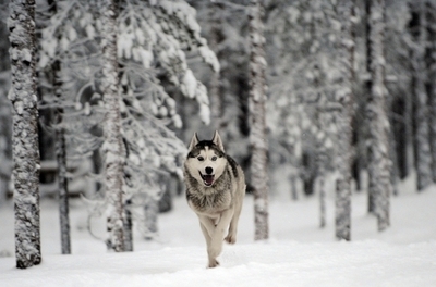 そり犬100頭を大量殺害、愛護団体が調査へ カナダ