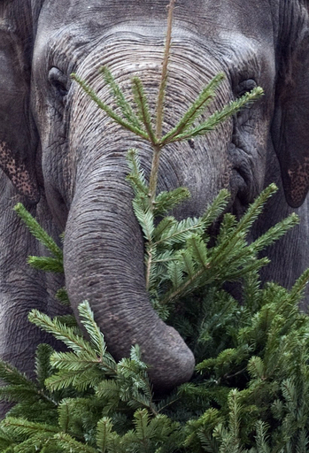 クリスマスが終わるのが待ち遠しい？ベルリンのゾウにプレゼント