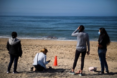 コククジラの死骸がビーチに…米カリフォルニア