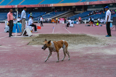 【写真特集】特等席で観戦中？―スポーツ会場に姿を現した動物たち