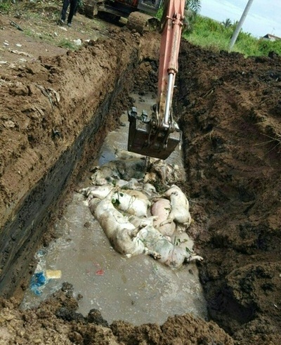 感染死の豚1000頭、川などに投棄 インドネシア