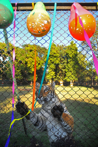 「これなあに？」印動物園で子トラの誕生日パーティー
