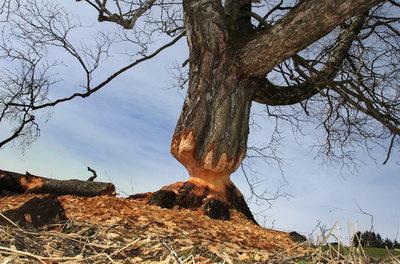 アルゼンチン、ビーバー10万匹を駆除へ 大繁殖で壊滅的被害