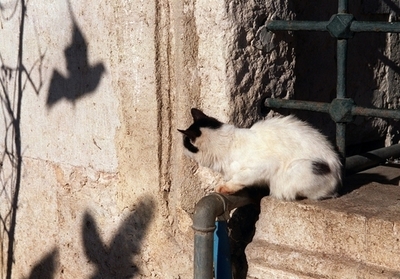 「好奇心はネコをも殺す」 オーストラリアの野良ネコ駆除作戦