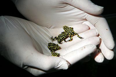 オーストラリアのカエル、220種のうち47種が絶滅の危機