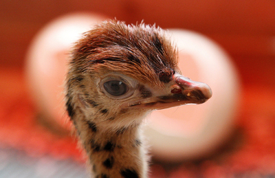 つぶらな瞳のダチョウの赤ちゃん、独ダチョウ農場で誕生