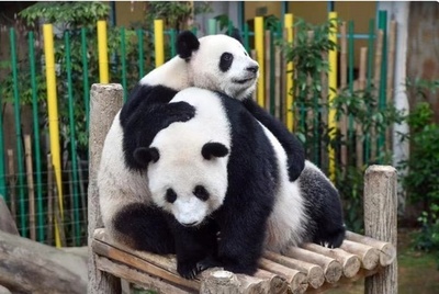 マレーシアからパンダ姉妹が中国に返還