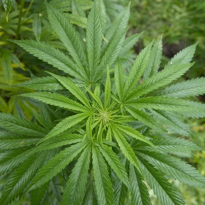 ジャマイカ、マリフアナ規制を緩和