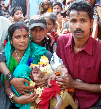 インドでのサルの結婚式、華やかに開催