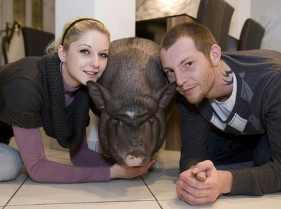 雄ブタ2匹と暮らすカップル、ドイツ