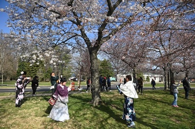 春のワシントン 恒例の桜祭り開催