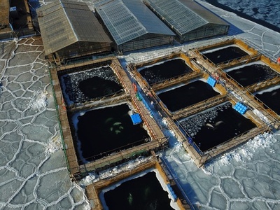 ロシア極東の「イルカ監獄」企業に罰金4700万円