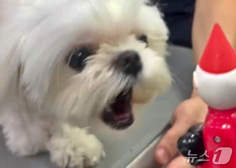 サンタの人形を見て吠えるマルチーズの子犬＝イージー動物医療センター(c)news1