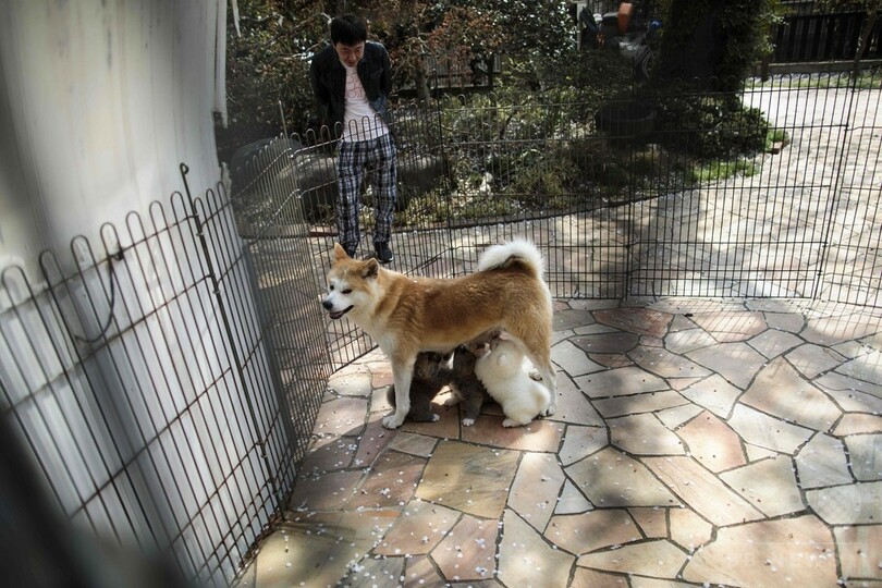 ザギトワ選手もとりこ、世界中がとろける秋田犬