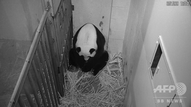 パンダのメイシャン出産 ライブカメラに元気な姿 米動物園 写真3枚 国際ニュース Afpbb News