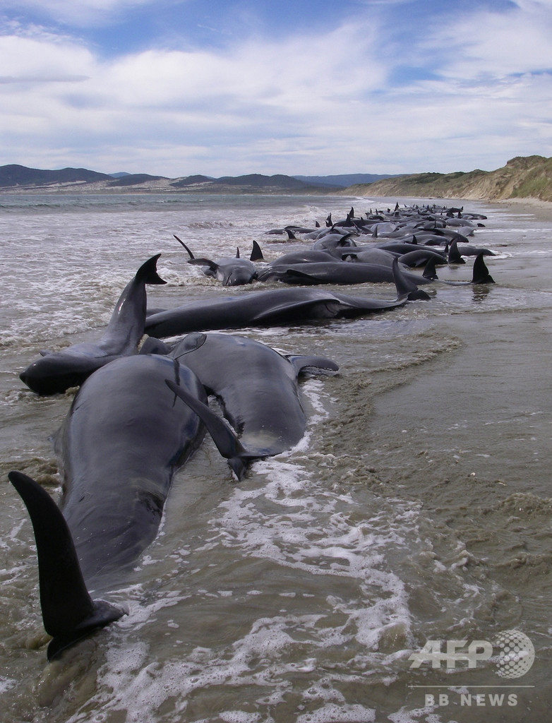 Nz海岸に打ち上げられたクジラ7頭が海に 地元住民ら1000人が協力 写真1枚 国際ニュース Afpbb News