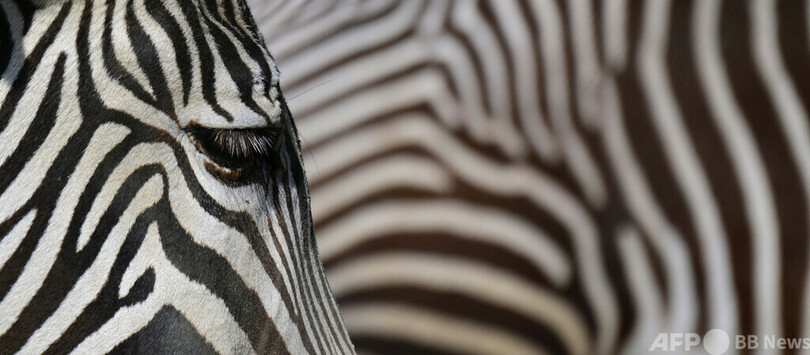 【今日の1枚】どちらのしま模様？ ベルリン動物園のシマウマ