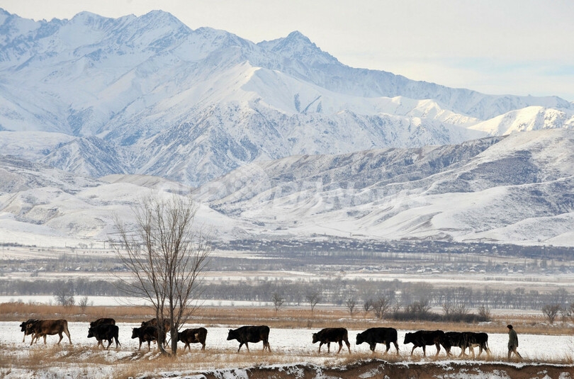 キルギスの冬、草を食む牛