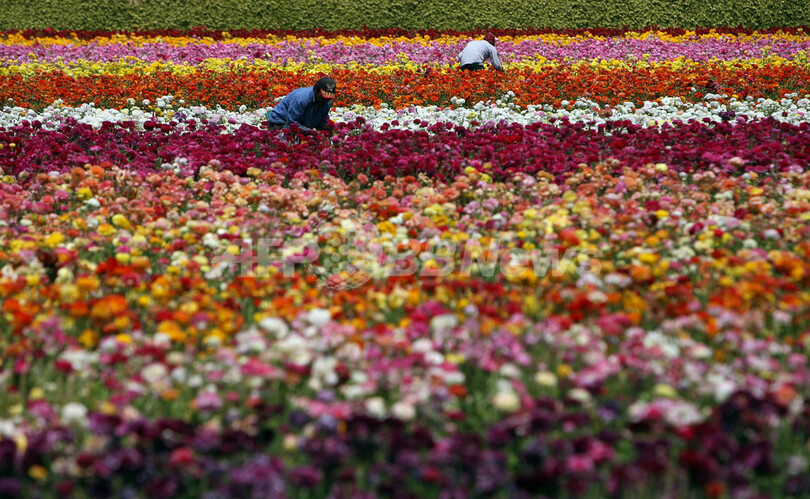サンディエゴの花畑で一面満開のラナンキュラス 写真11枚 国際ニュース Afpbb News