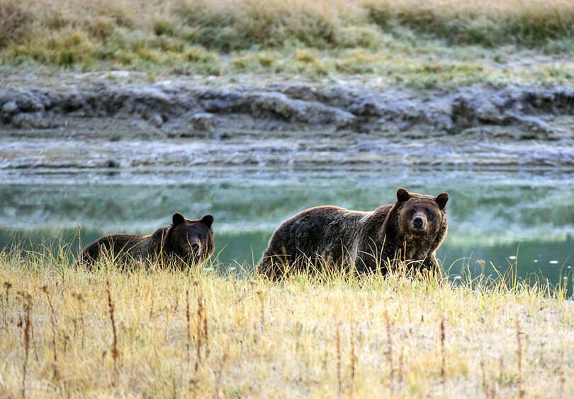 米イエローストーン国立公園でクマ襲撃か、男性の遺体発見