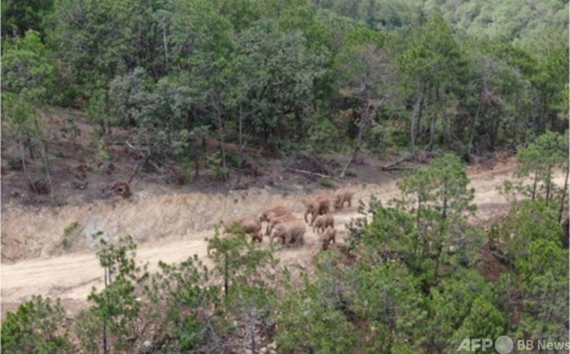 群れから離れたアジアゾウ1頭を捕獲 中国雲南省、保護区に戻る