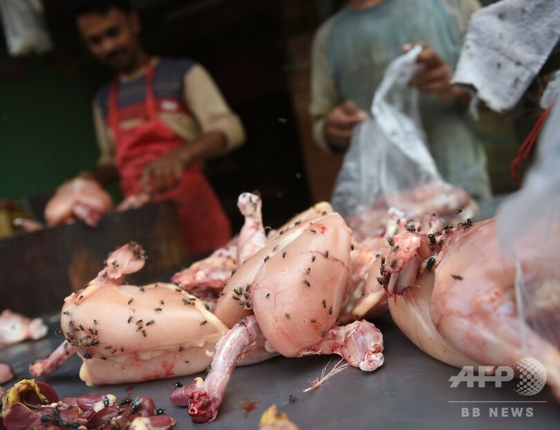 ハエ大発生で「地獄」の惨状に追い打ち、パキスタンの大都市カラチ
