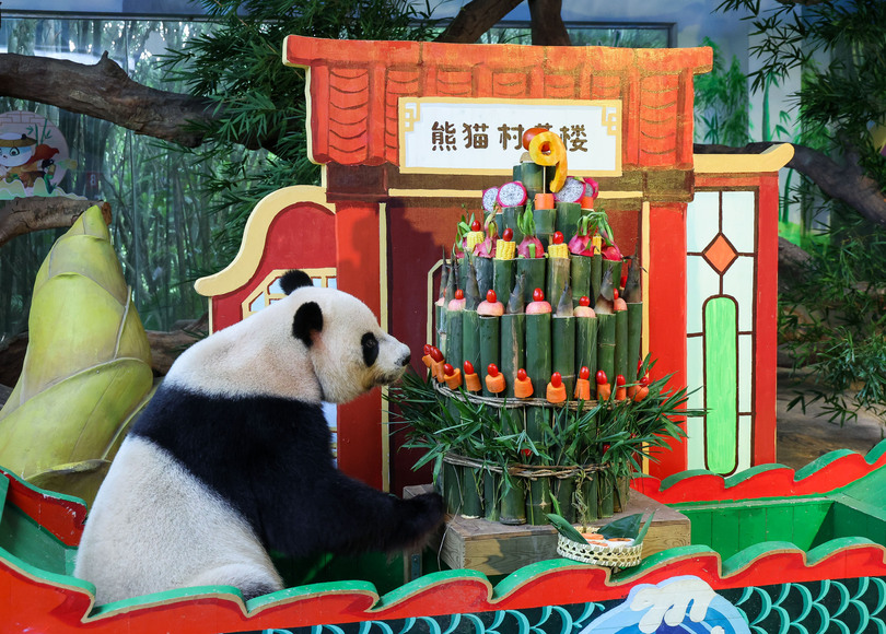 世界唯一の三つ子パンダが９歳に 中国・広州市