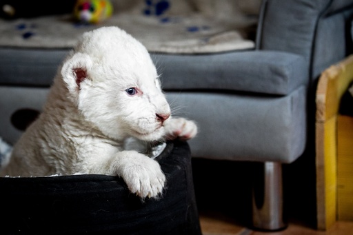 縫いぐるみみたい、ふわふわホワイトライオンの赤ちゃんお披露目 仏