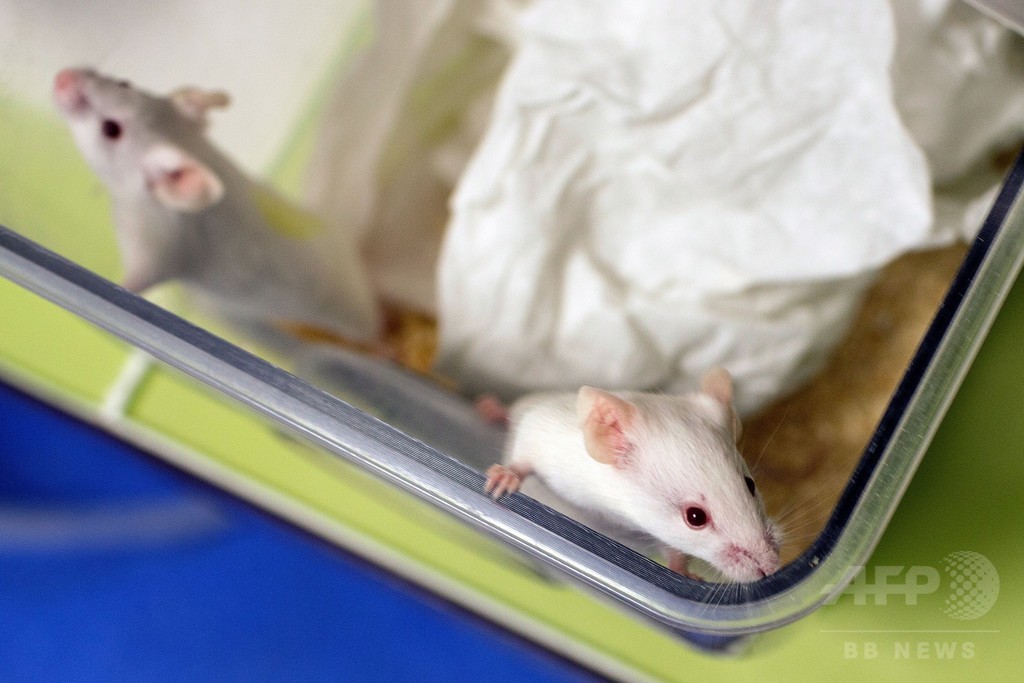 抗酸化サプリにがん転移促進作用か、マウス実験 米研究 抗酸化サプリにがん転移促進作用か、マウス実験 米研究