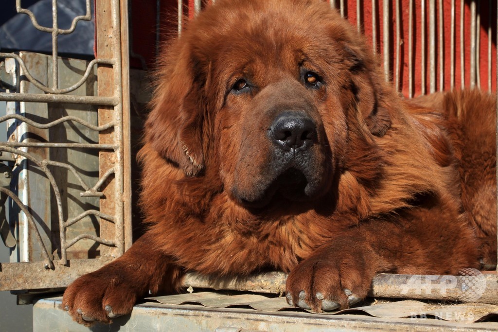 山東 臨沂で飼育を禁止する大型犬リストを発表 写真1枚 国際ニュース Afpbb News