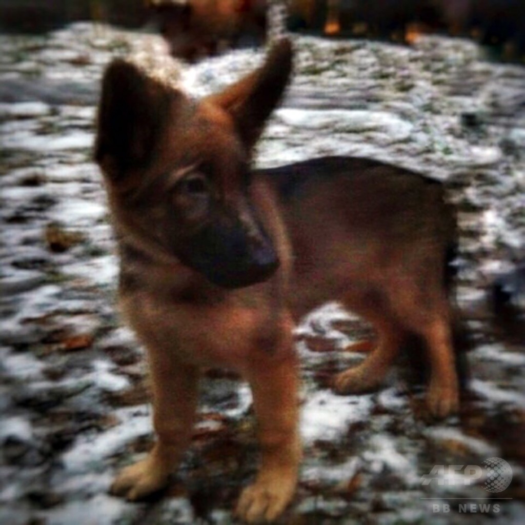 ロシア フランスにシェパード子犬贈呈 警察犬 殉職 受け 写真2枚 国際ニュース Afpbb News