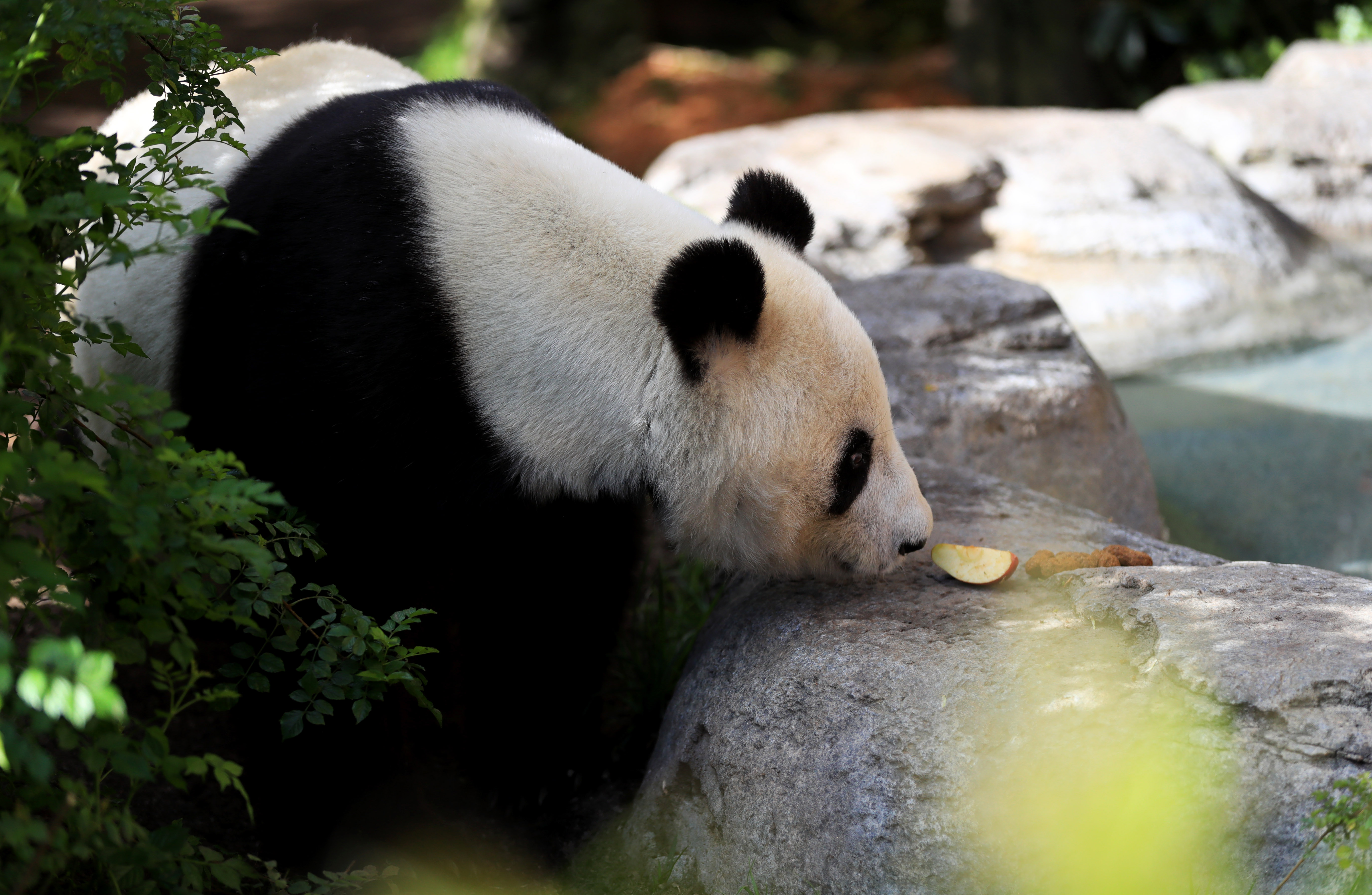 米サンディエゴ動物園でパンダの「お別れパーティー」開催 写真13枚