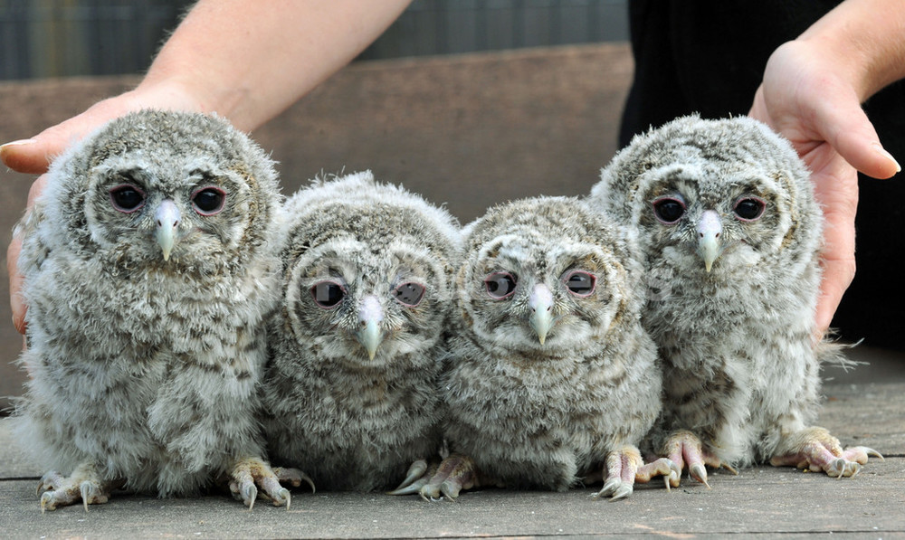 ぬいぐるみ いいえ本物です 4羽の赤ちゃんフクロウ 写真1枚 国際ニュース Afpbb News