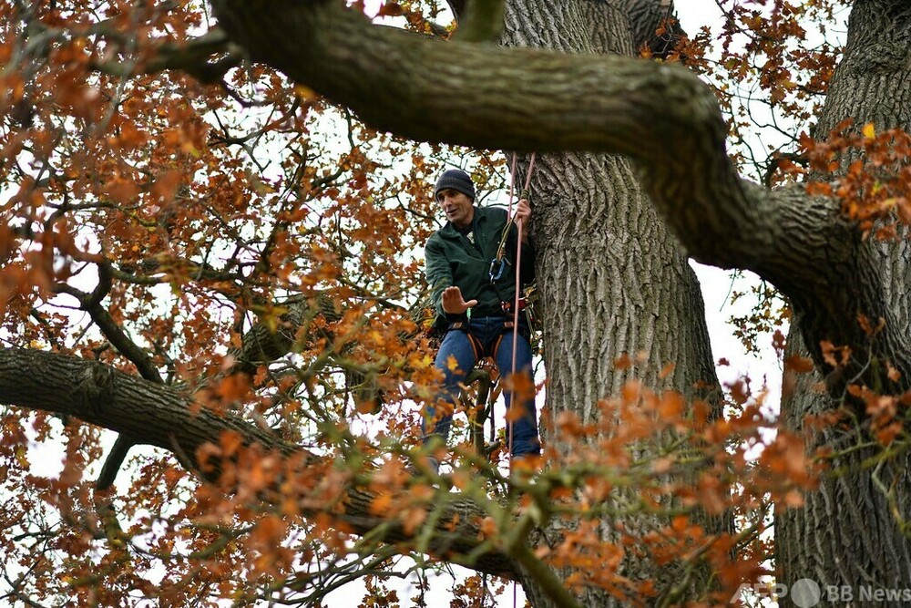 希少な野生のハチ、老木の森で数百年ひっそり生息か 英 写真13枚 国際ニュース:AFPBB News