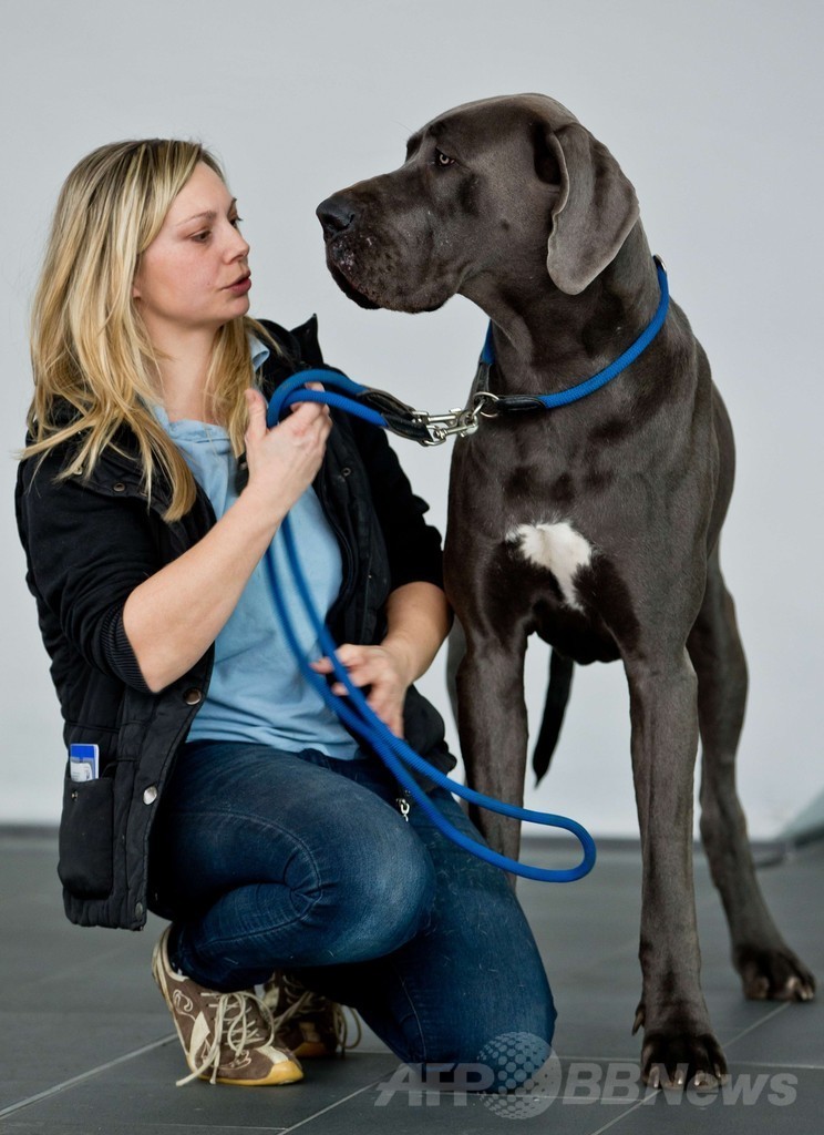 「美犬」が大集合、国際ドッグショーをPR ドイツ