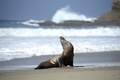 米カリフォルニア州ラグナビーチに漂着したアシカ（2015年3月30日撮影）。(c)AFP/ROBYN BECK