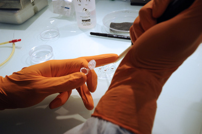 「CRISPR-Cas9」を応用、ヒト胚の遺伝子変異を修復 研究